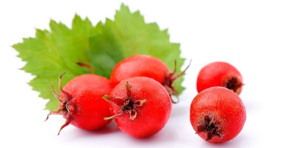 CО2 экстракт Боярышника водорастворимый